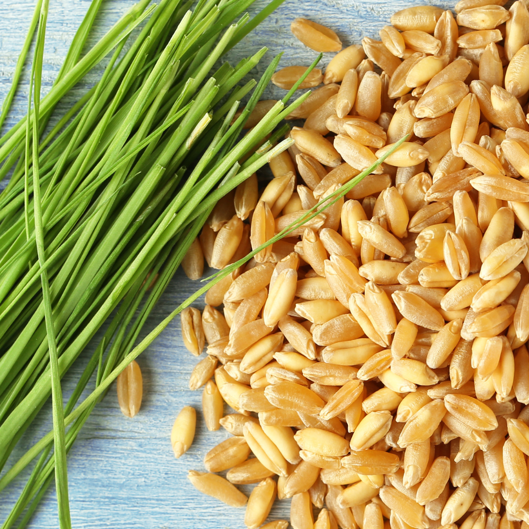 Wheat Sprouting Seeds
