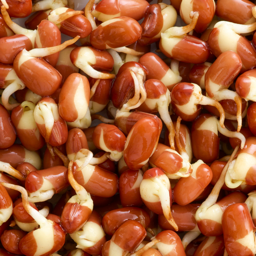 Adzuki Sprouting Seeds
