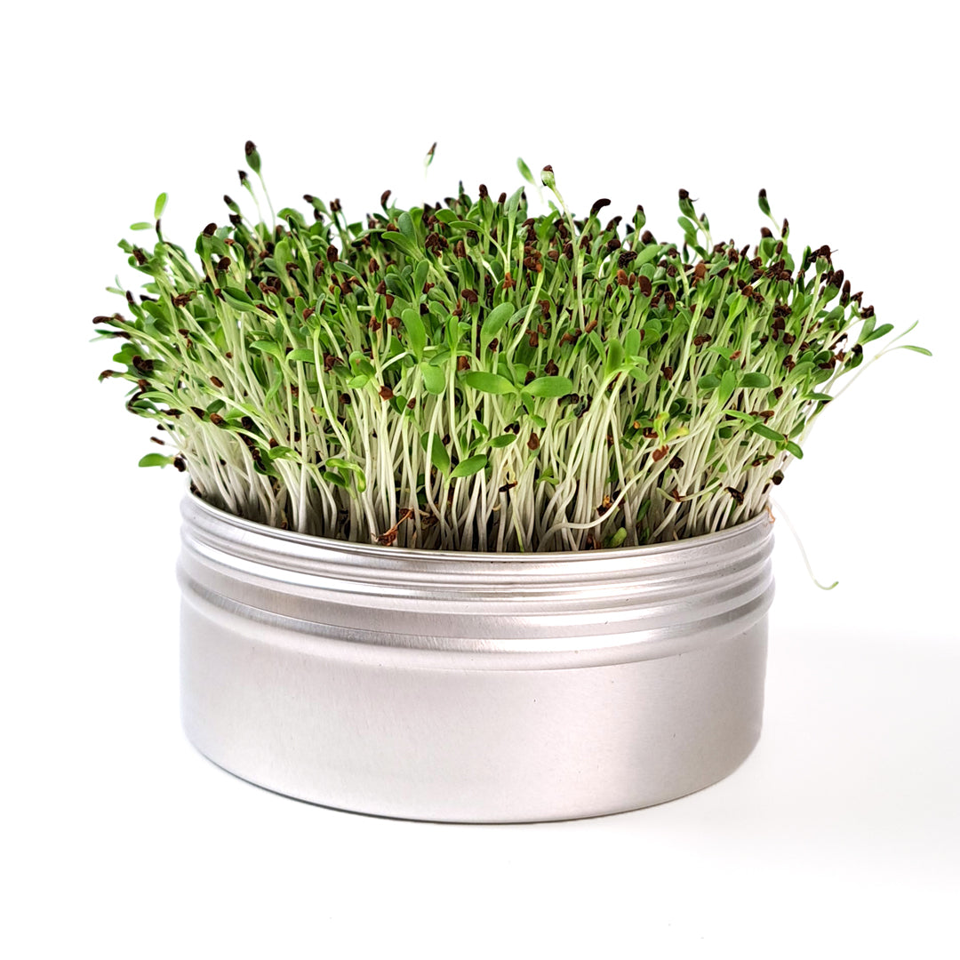 Replacement Pete Pellets Mini Tini