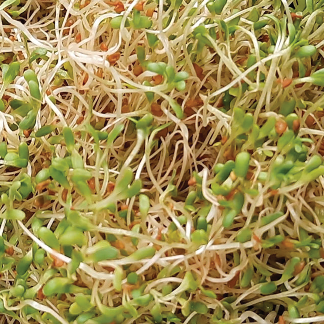 Alfalfa Sprouting Seeds