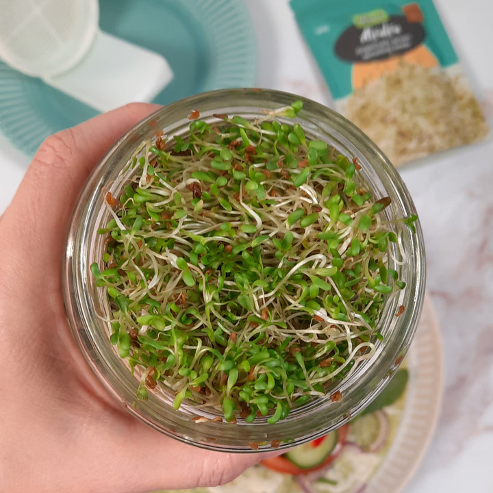 Start Sprouting Kit with Alfalfa Seeds – Untamed Health