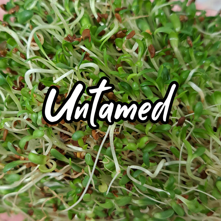 Start Sprouting Kit with Alfalfa Seeds