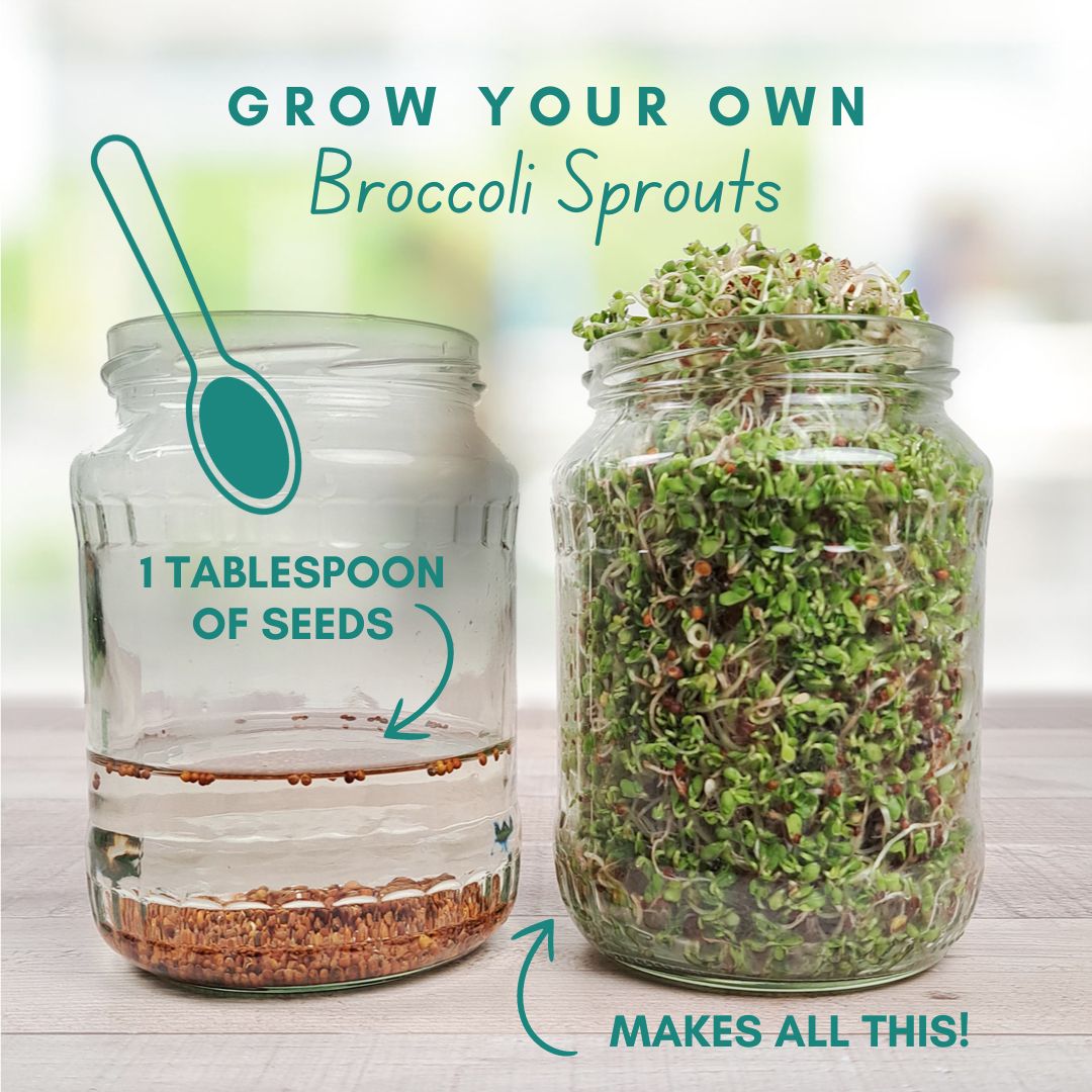 Broccoli Sprout Kit with FREE JAR