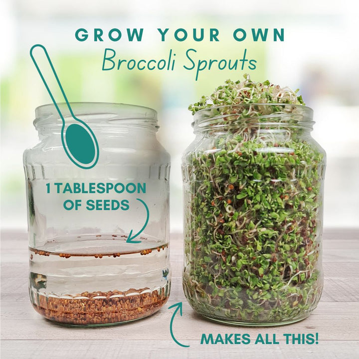 Broccoli Sprout Kit with FREE JAR