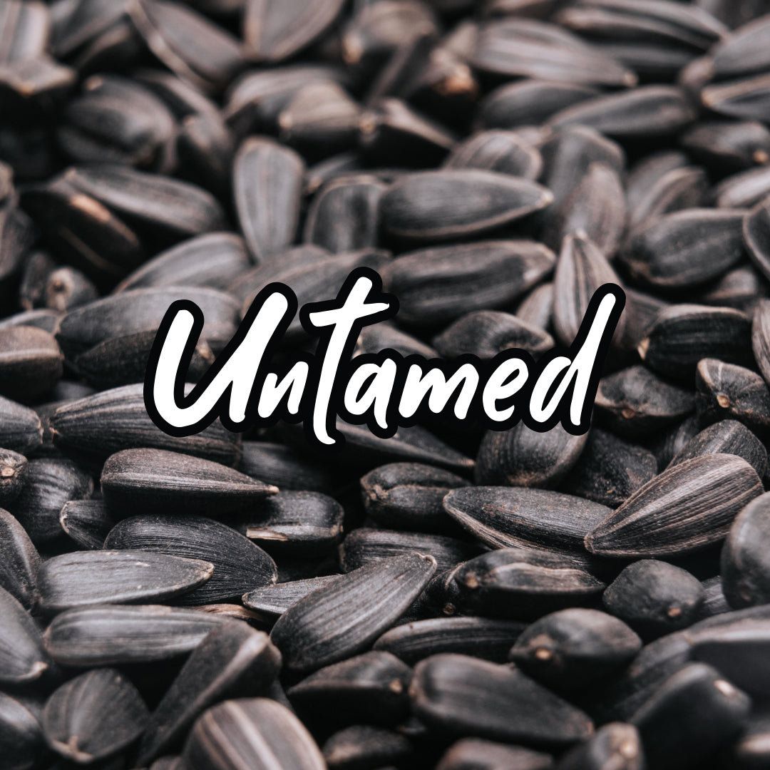 Buy Bulk Black Sprouting Seeds
