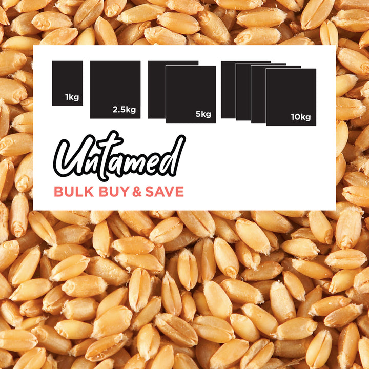 Bulk Wheat Sprouting Seeds