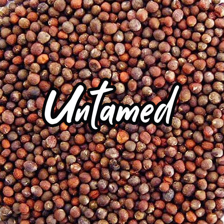 Broccoli Sprouting Seeds – Untamed Health