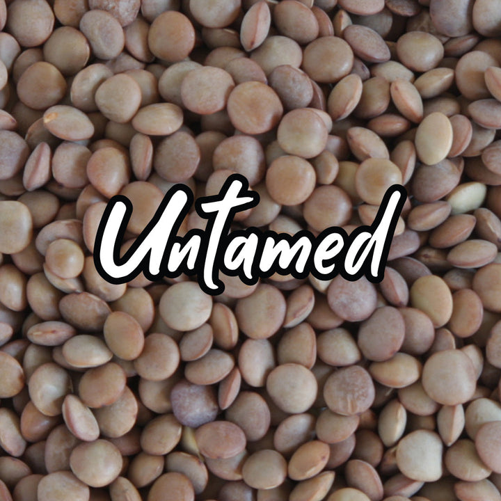 Lentil Sprouting Seeds
