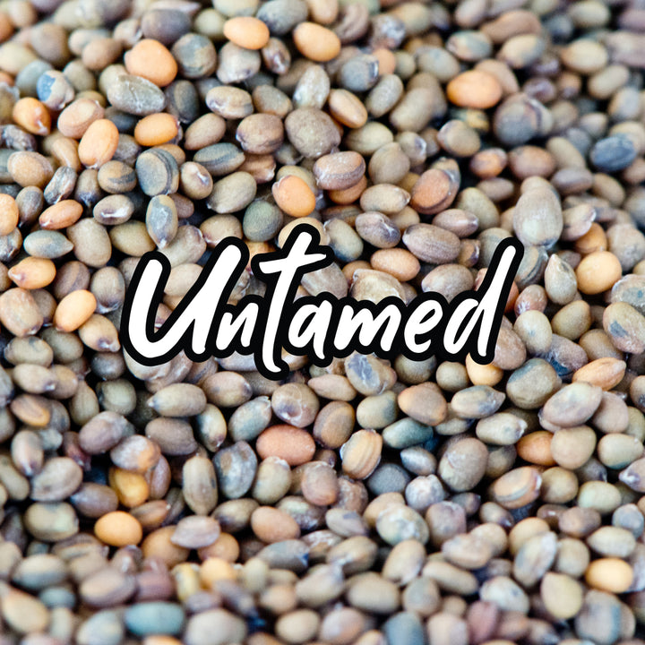 Bulk Red Radish Rambo Sprouting Seeds