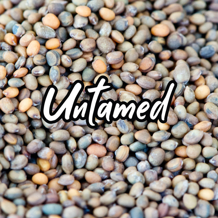 Radish Red Rambo Sprouting Seeds