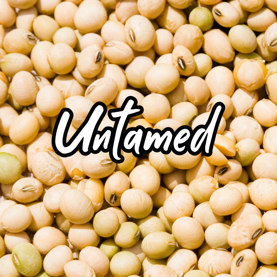 Bulk Soybean Sprouting Seeds