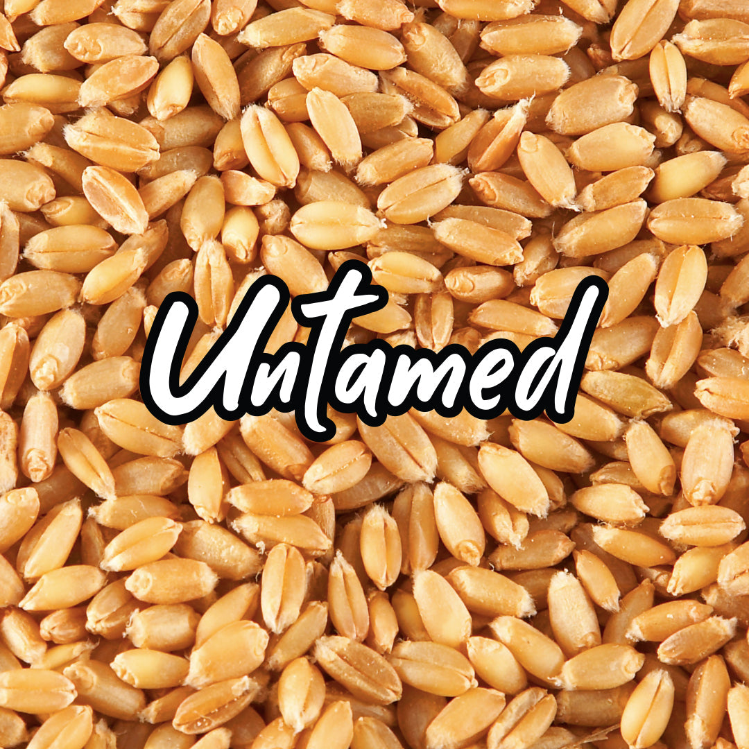 Wheat Sprouting Seeds