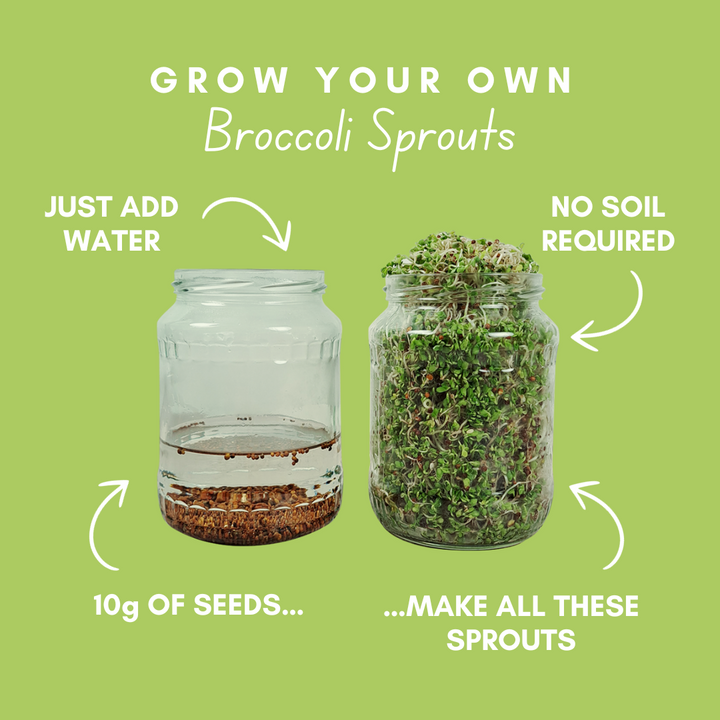 Alfalfa and Broccoli Sprout Kit