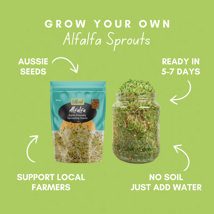Beginner Sprout Seed Kit with FREE Sprout Jar