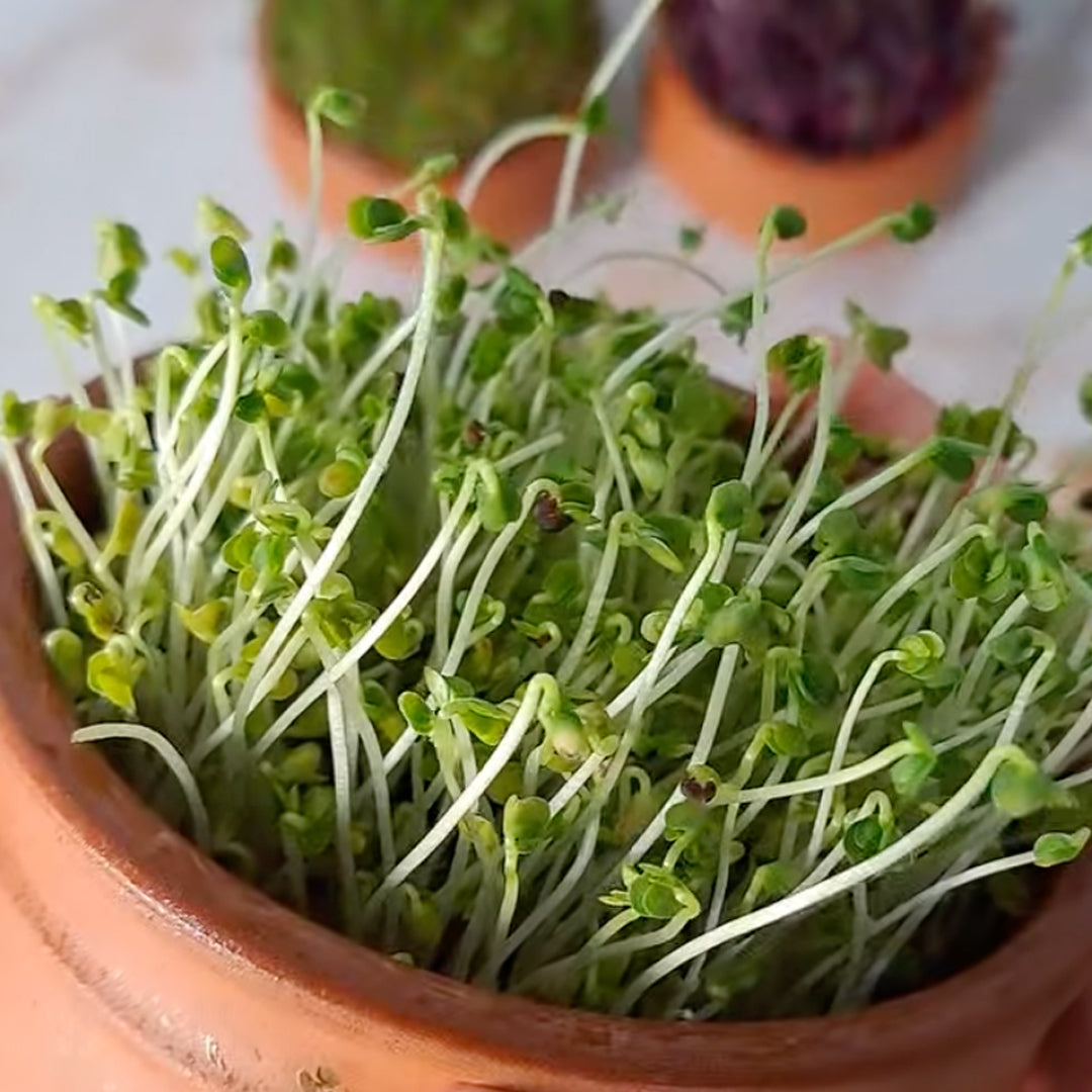 Bulk Broccoli Microgreens Seeds