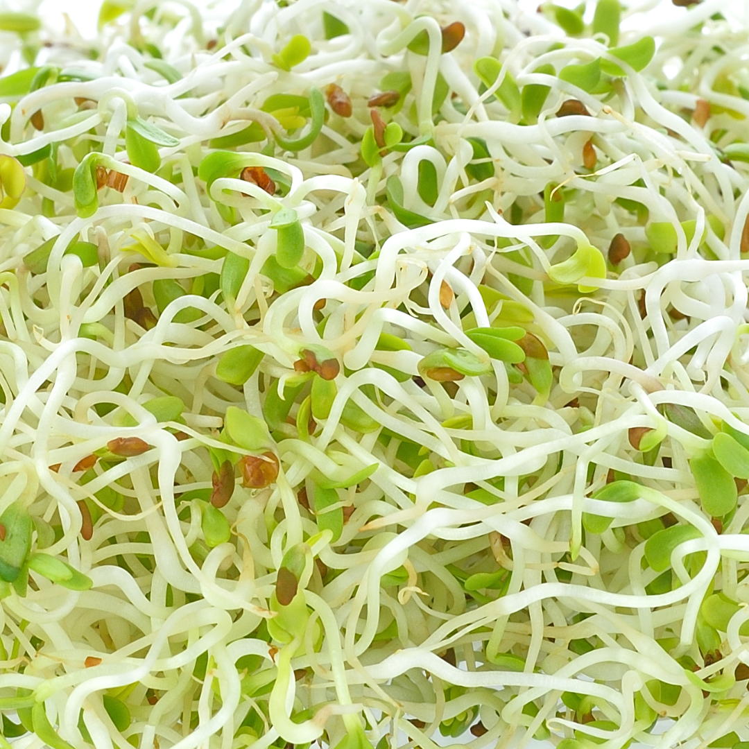 Beginner Sprout Seed Kit with FREE Sprout Jar