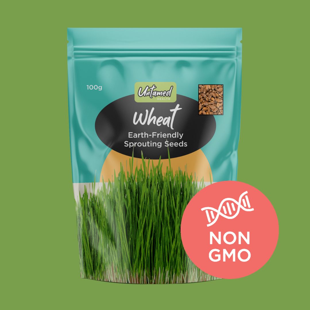 Wheat Sprouting Seeds