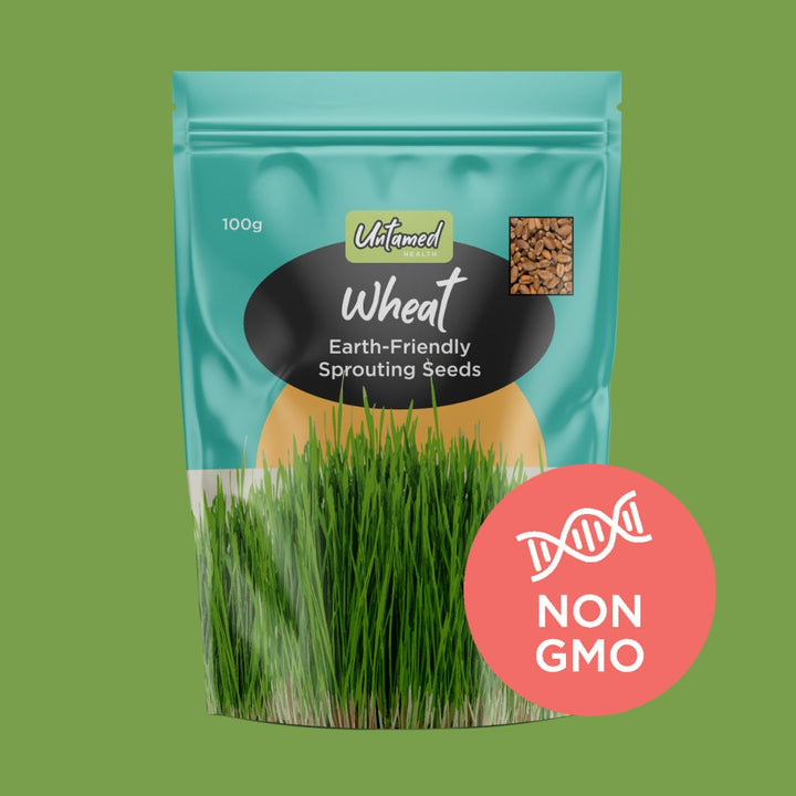 Wheat Sprouting Seeds
