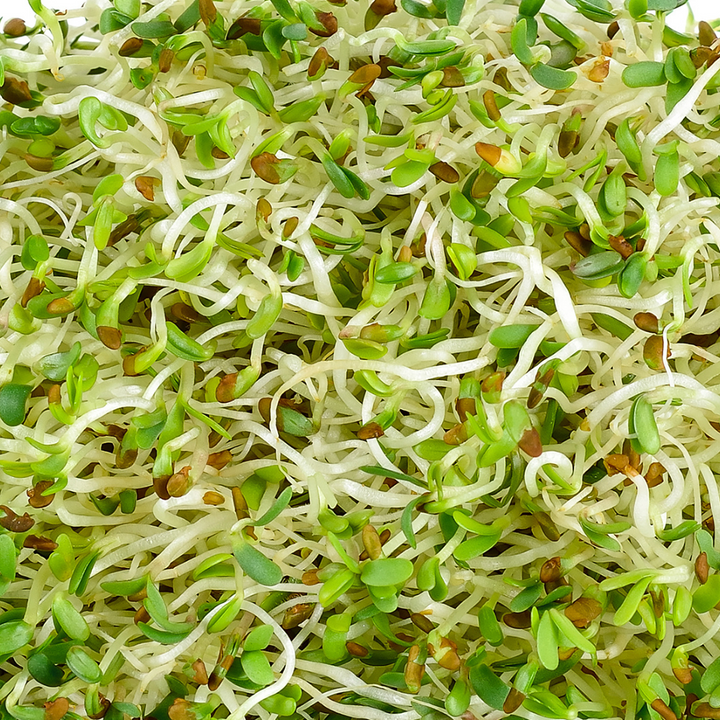 Alfalfa and Broccoli Sprout Kit