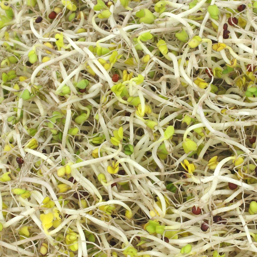 Broccoli Sprouting Seeds