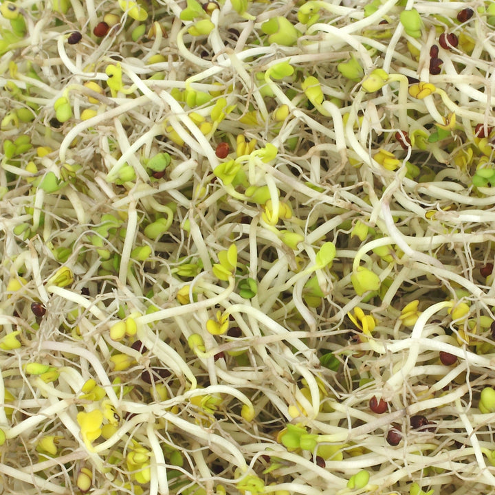 Broccoli Sprouting Seeds