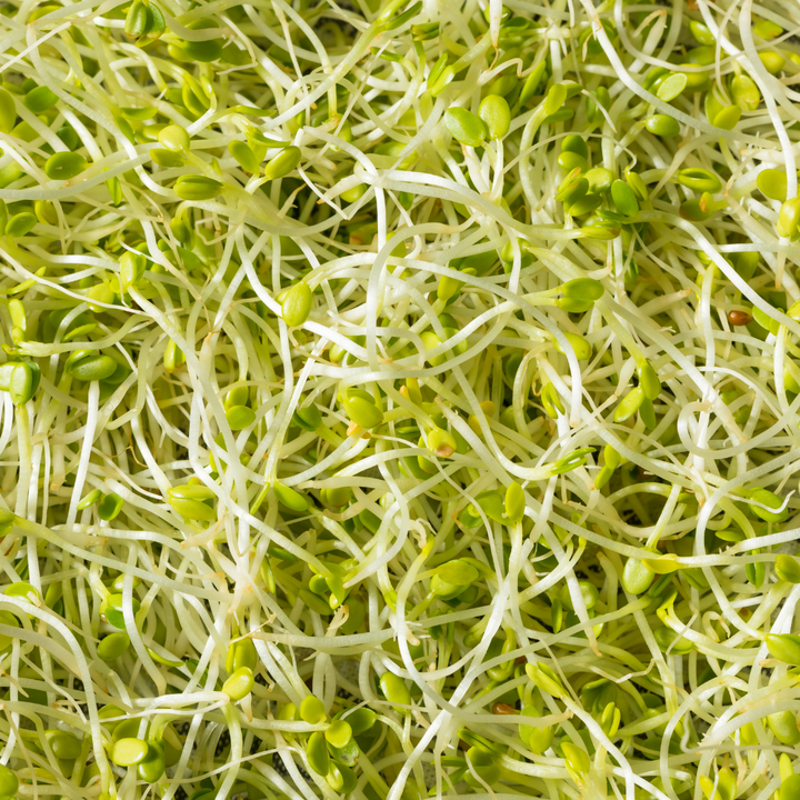 Alfalfa and Broccoli Sprout Kit