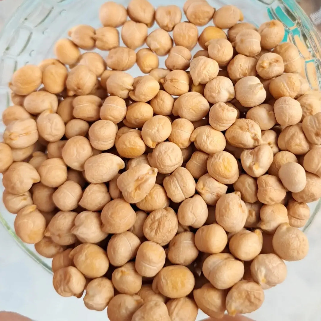 Chickpea Sprouting Seeds