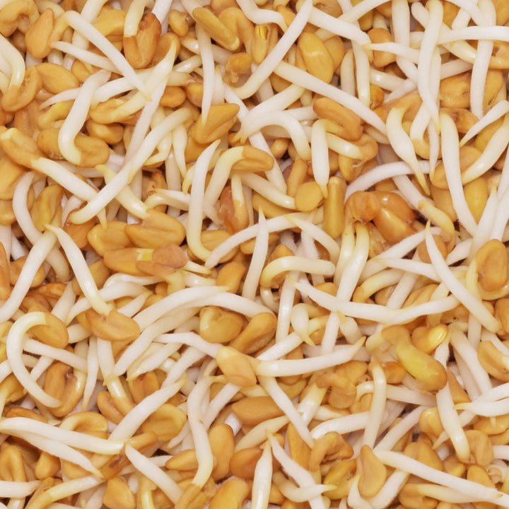 Fenugreek Sprouting Seeds