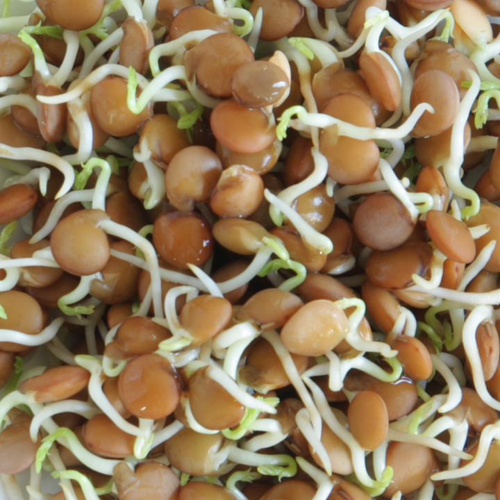 Lentil Sprouting Seeds