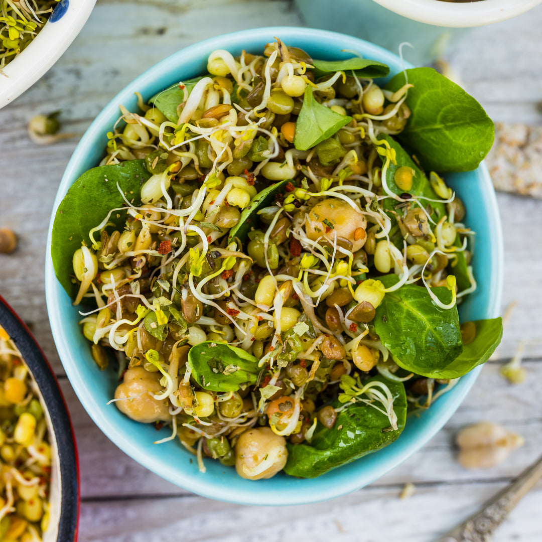 Mung Beans Sprouting Seeds