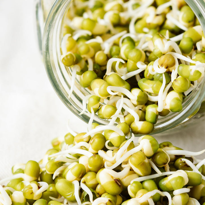 Beginner Sprout Seed Kit with FREE Sprout Jar