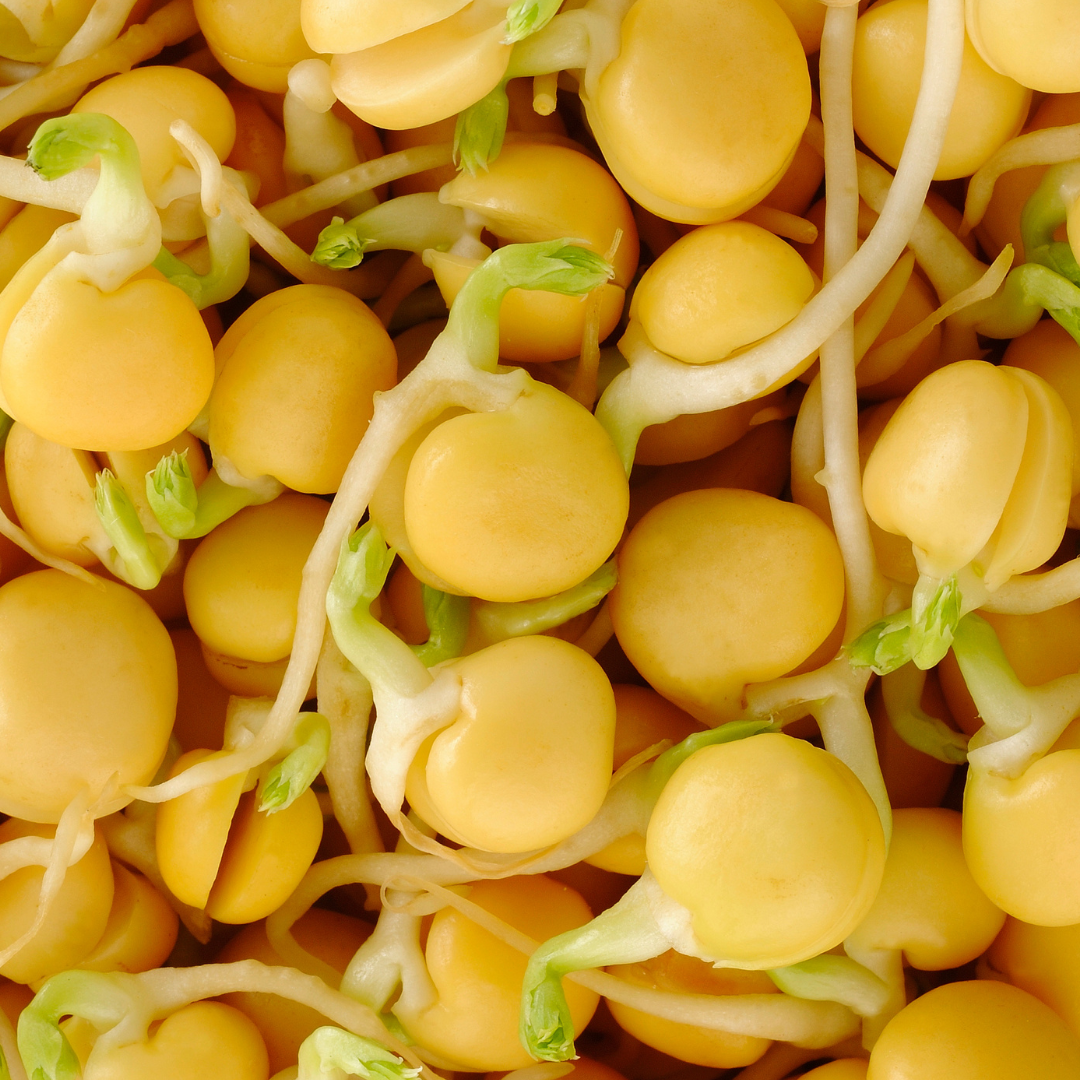 Chickpea Sprouting Seeds