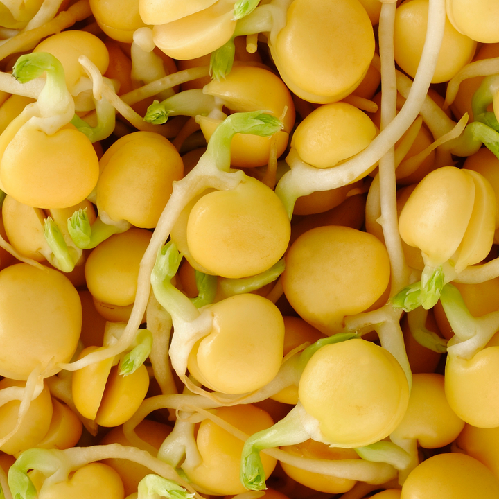 Chickpea Sprouting Seeds