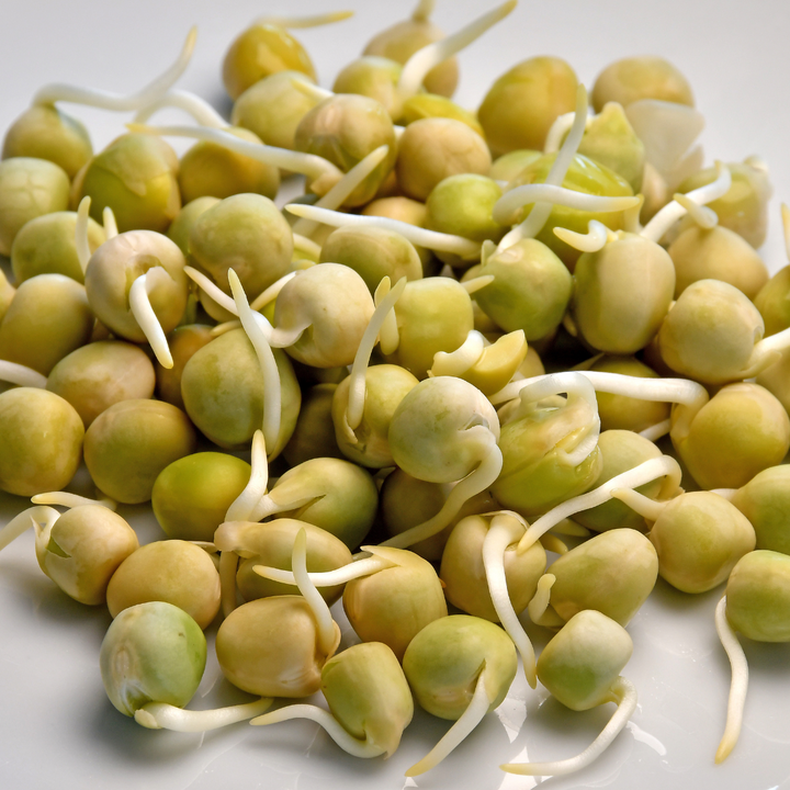 Peas (Blue) Sprouting Seeds