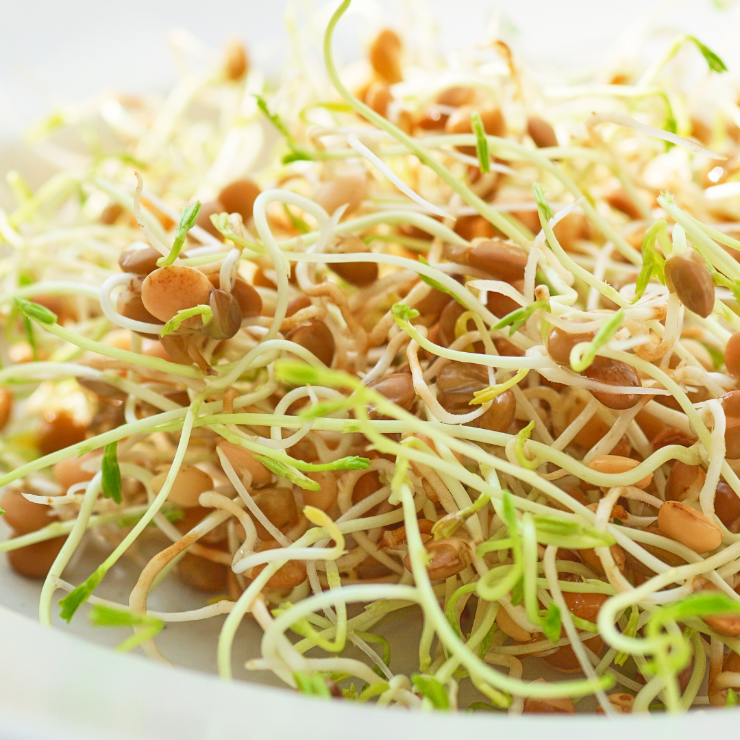 Lentil Sprouting Seeds