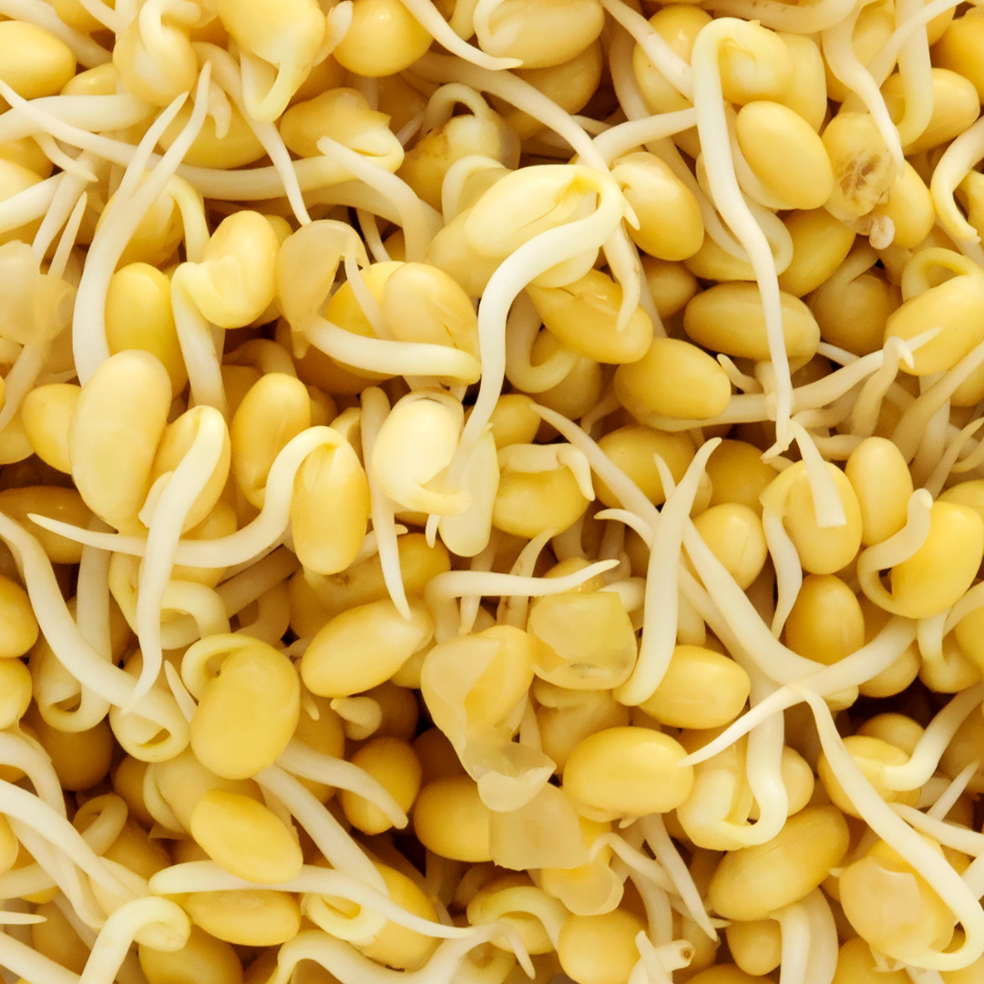 Soybean Sprouting Seeds