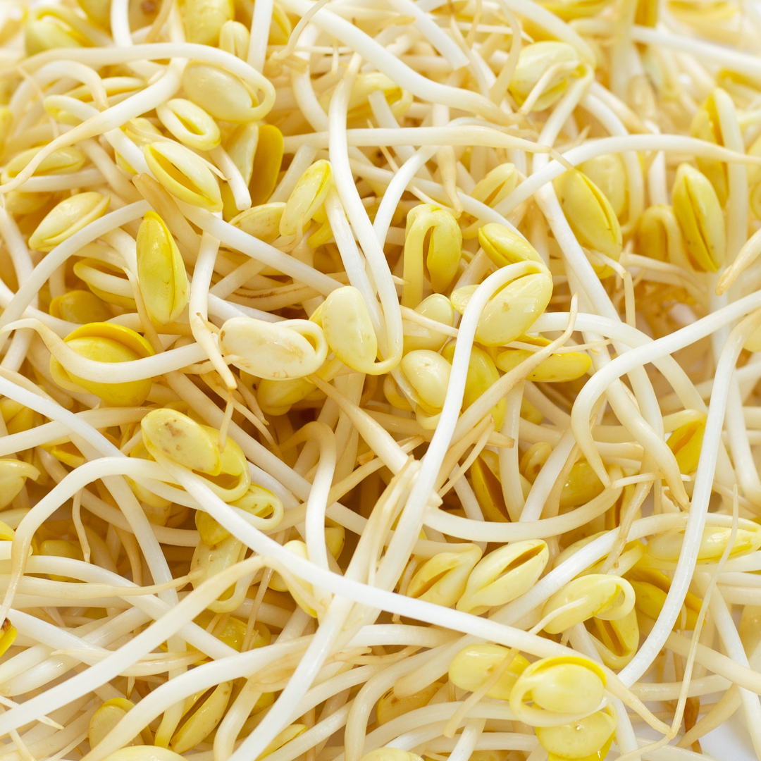 Soybean Sprouting Seeds