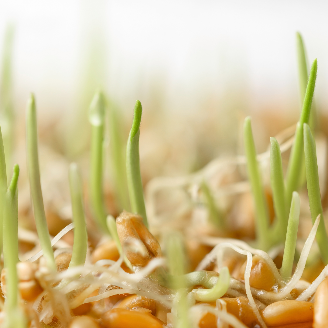 Wheat Sprouting Seeds