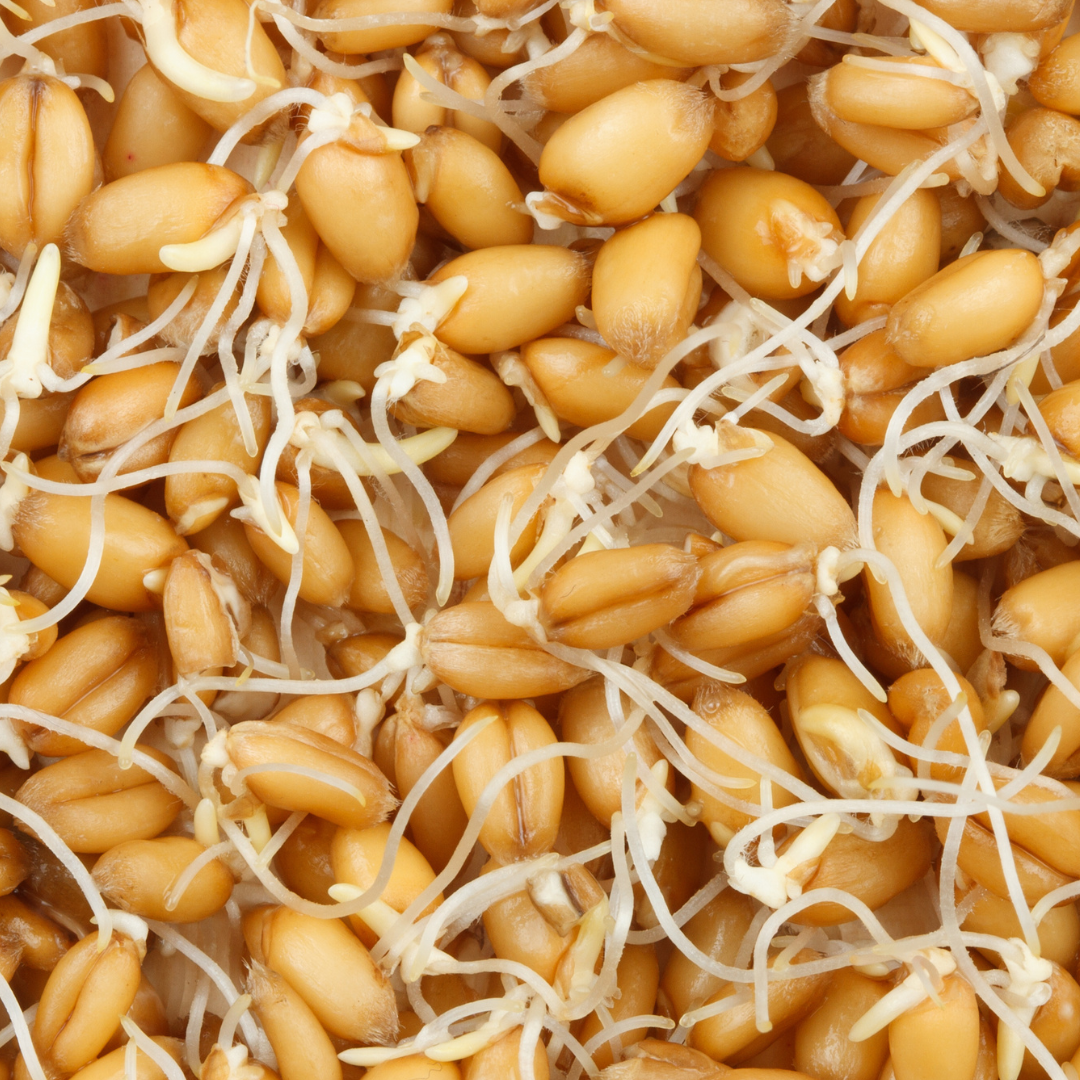 Wheat Sprouting Seeds