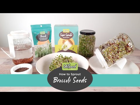 Broccoli Sprouting Seeds